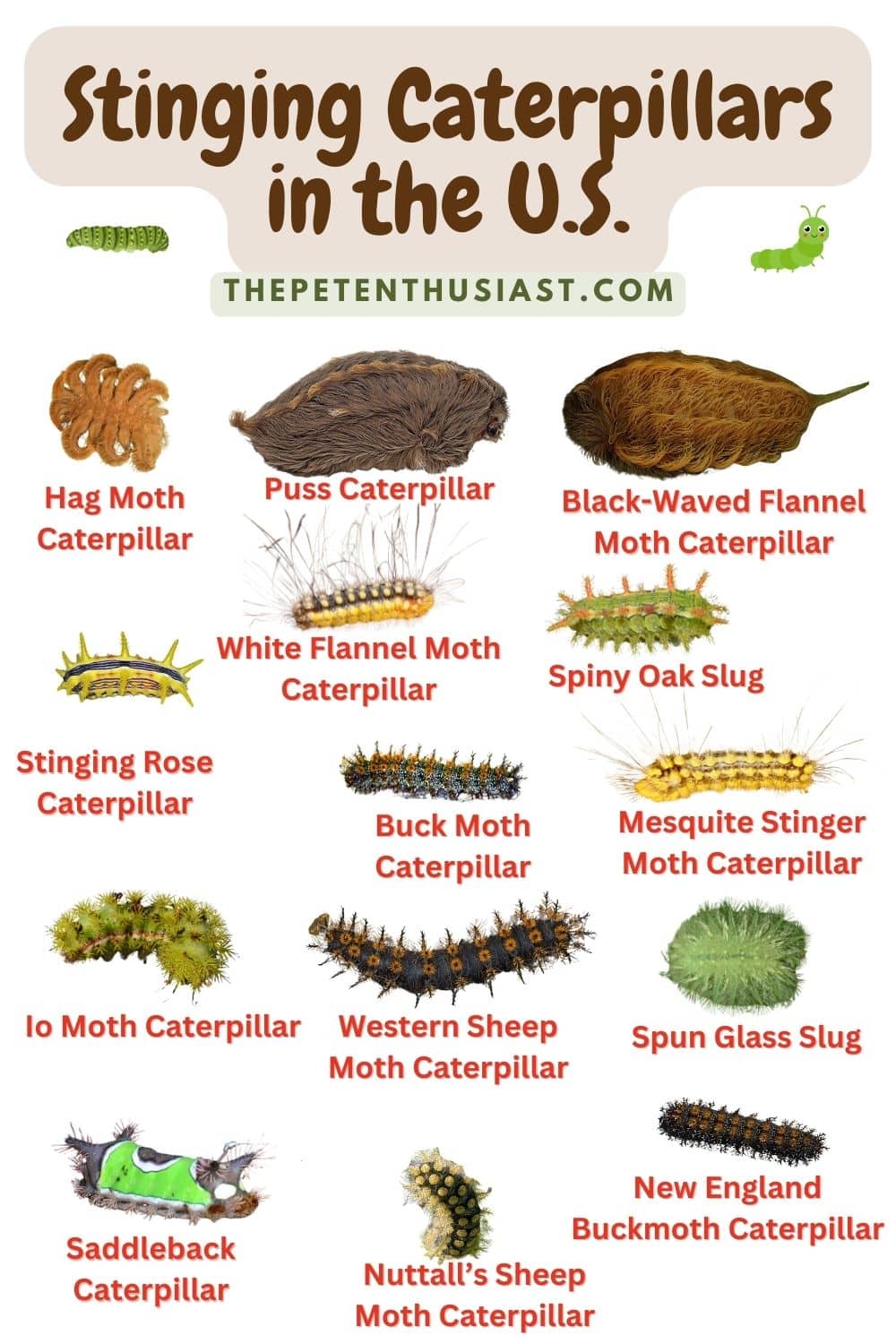 14 Stinging Caterpillars Some Are Highly Poisonous 