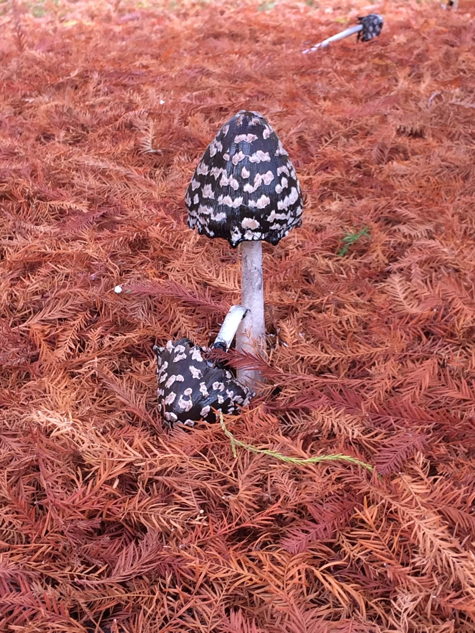 19 Black Mushrooms and Fungi (Identification And Edibility)