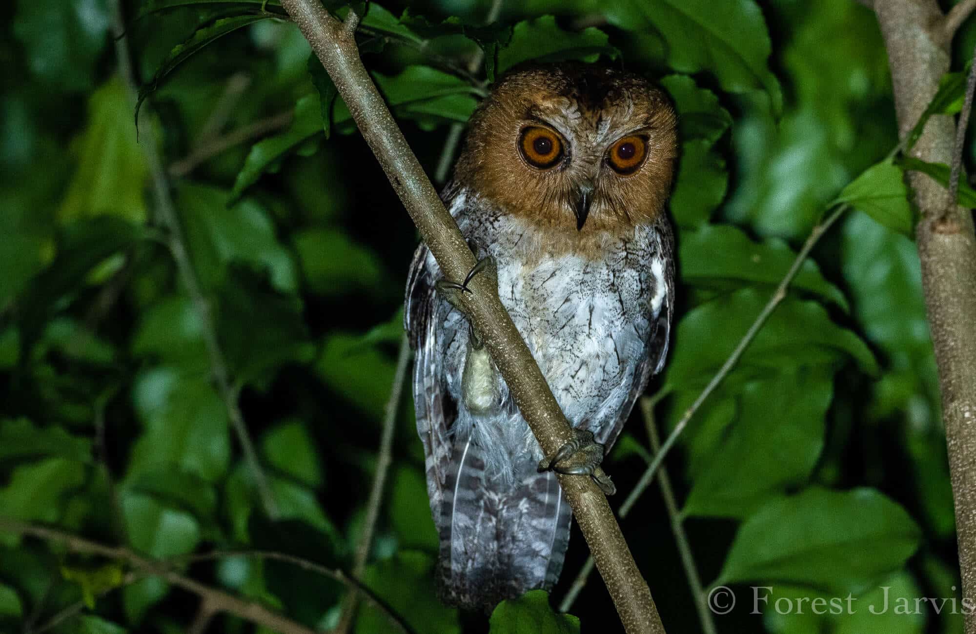 owls with red eyes