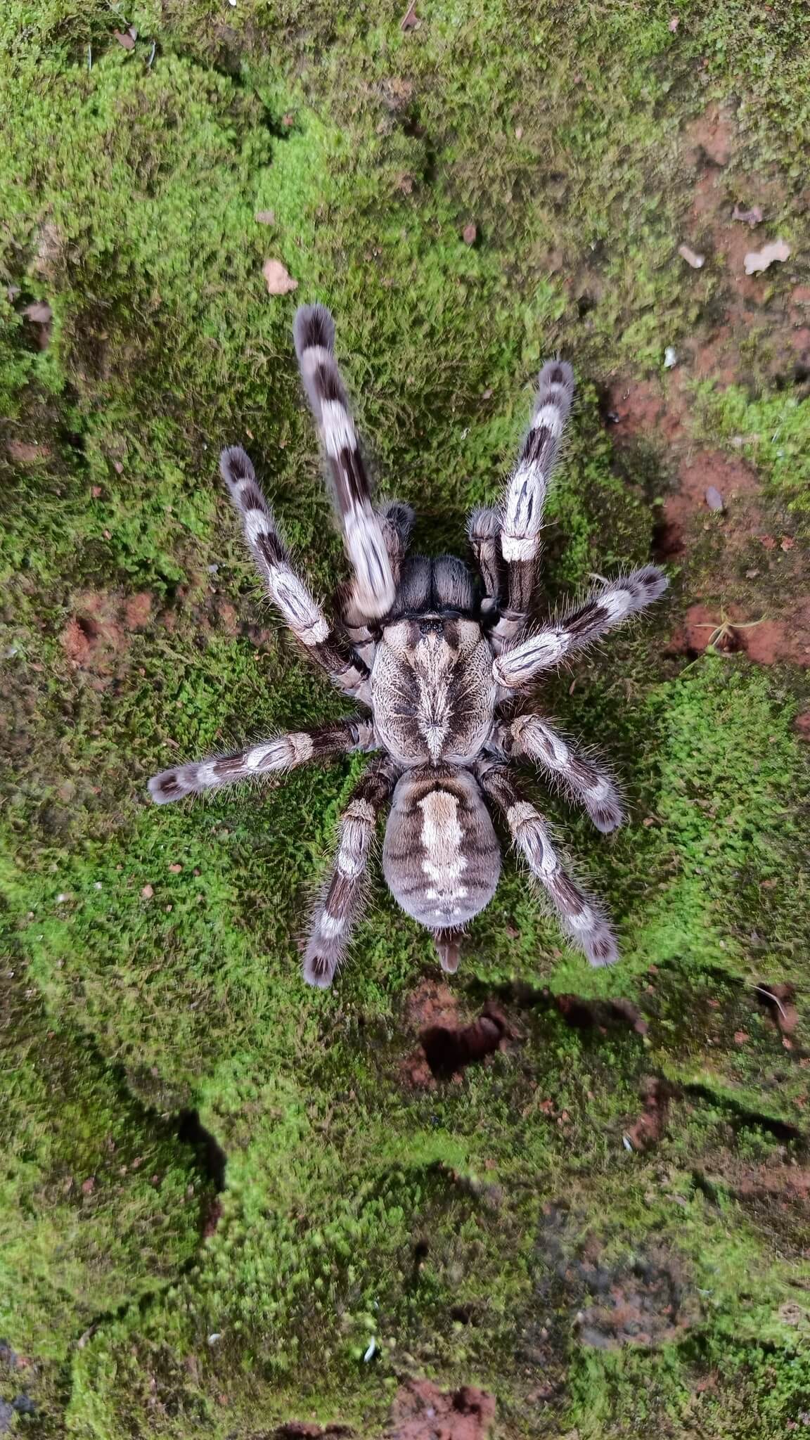 16 Communal Tarantulas And Tips To Set Up A Communal Habitat