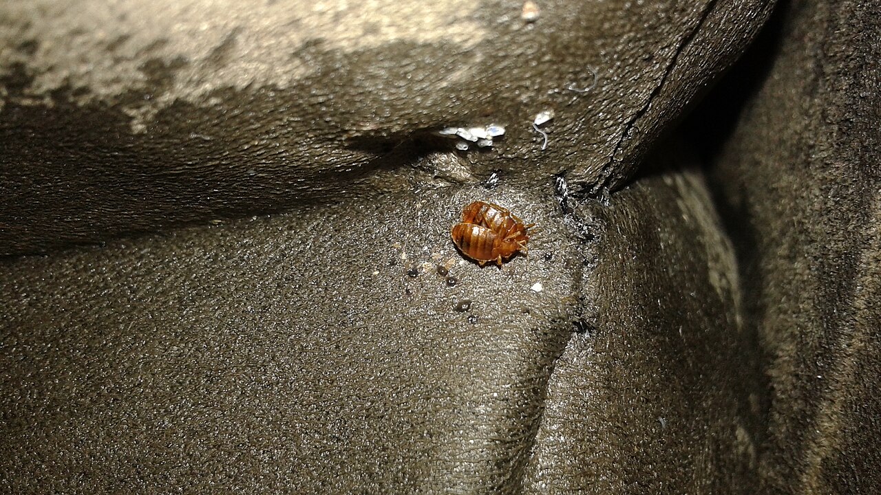 Common Couch Bug 21 Bugs That Hide On Your Couch (& How to Keep Them Away)