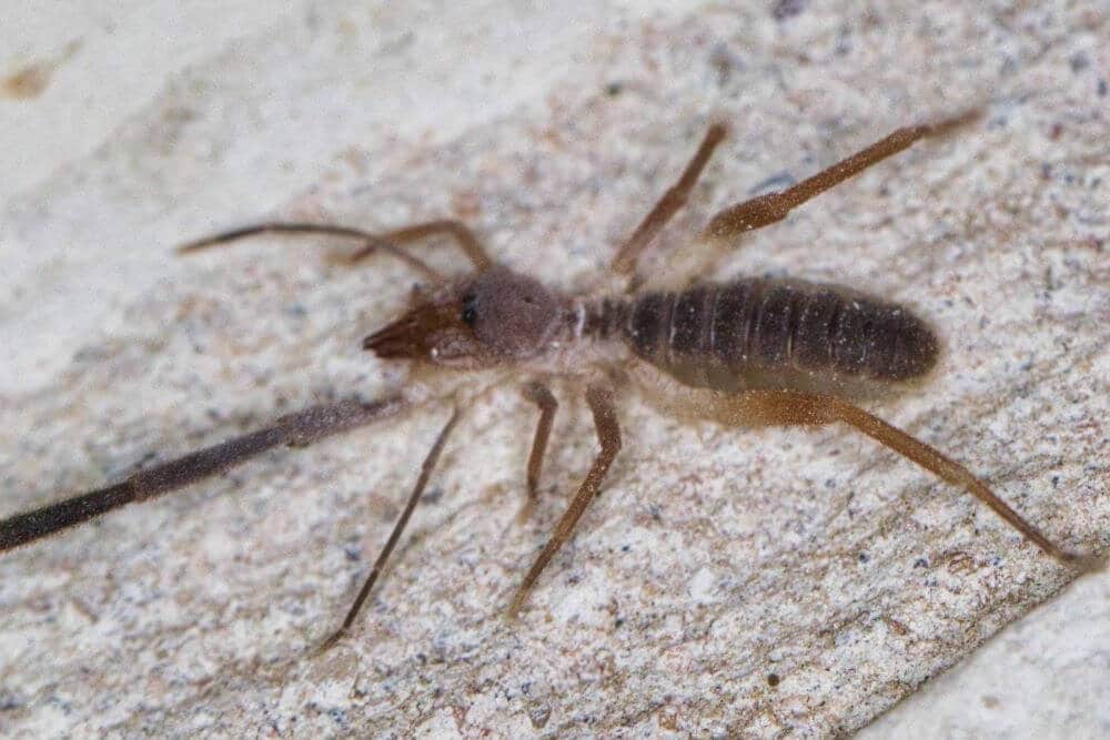 Ammotrechella setulosa