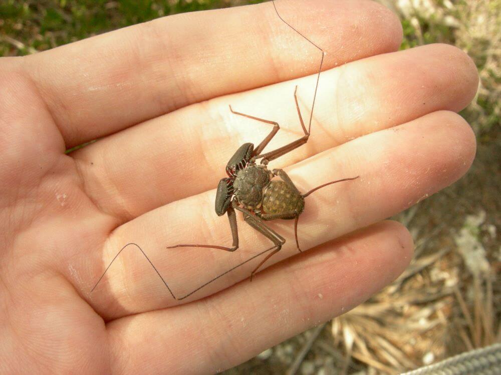 Phrynus marginemaculatus