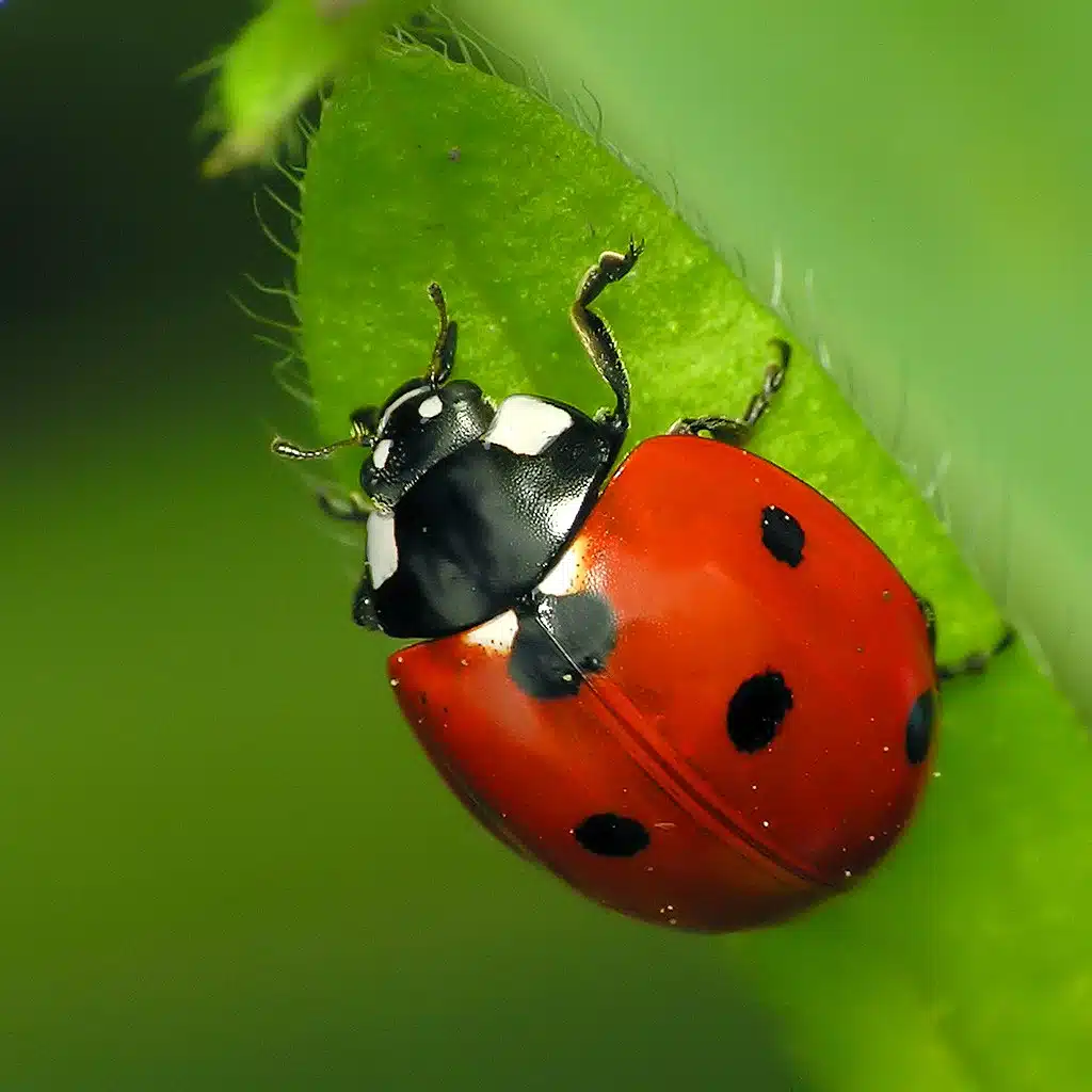 Seven-spotted ladybug (Coccinella septempunctata)