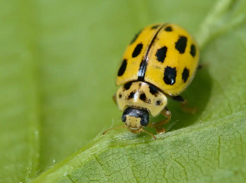 Fourteen-Spotted Lady Beetle