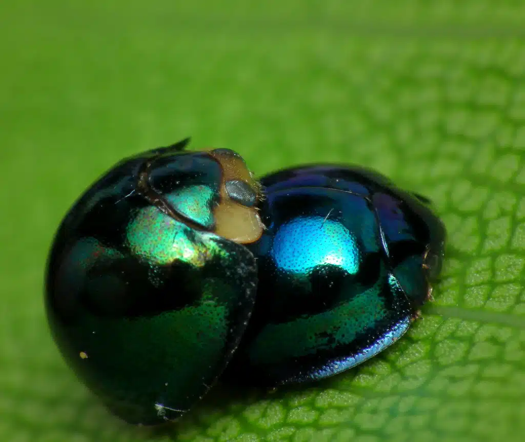 Steelblue ladybugs (Halmus chalybeus)