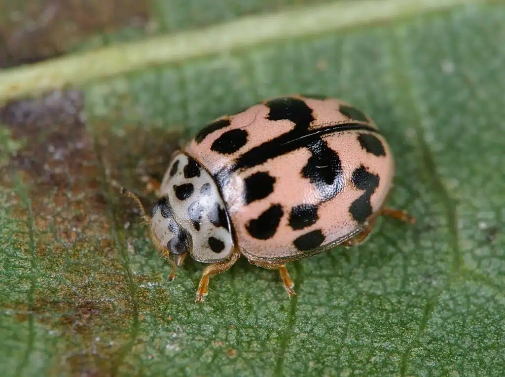 Poplar Ladybird Beetle (Oenopia conglobata)