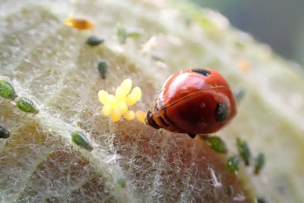 Ladybug eggs