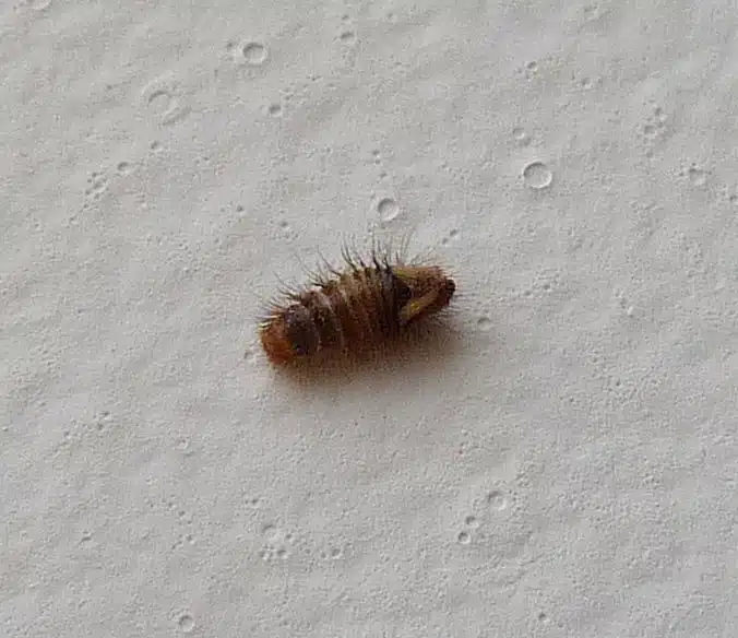 Carpet beetle larvae