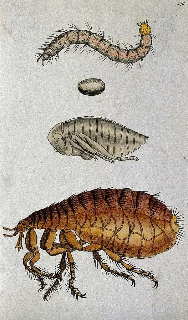 A dog flea: adult, pupa, egg and larva