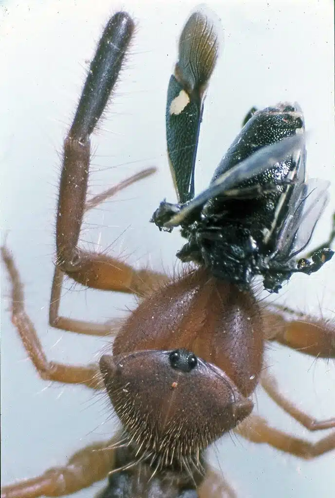 Camel spider eating insects