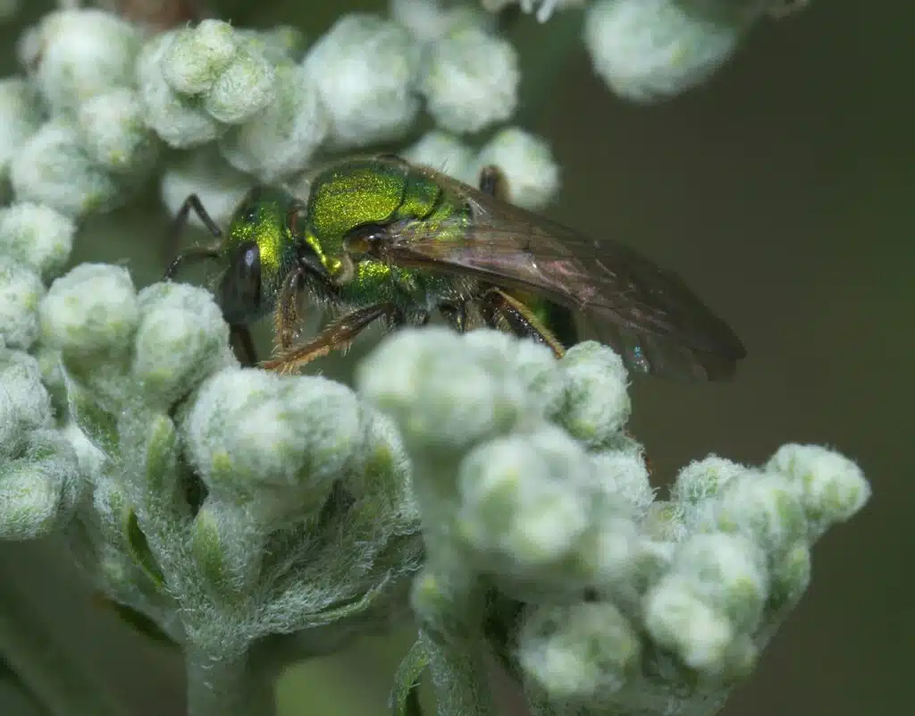 Pure Green-Sweat Bee