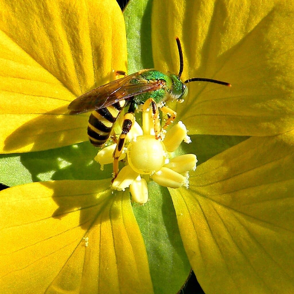 Brown-winged Striped Sweat Bee