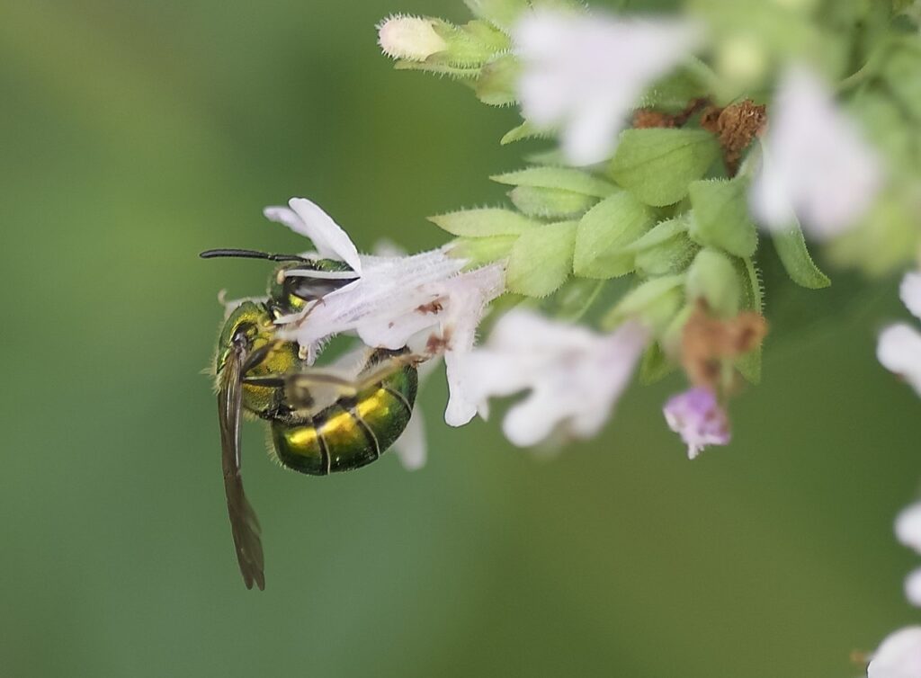 Metallic Epauletted-Sweat Bee