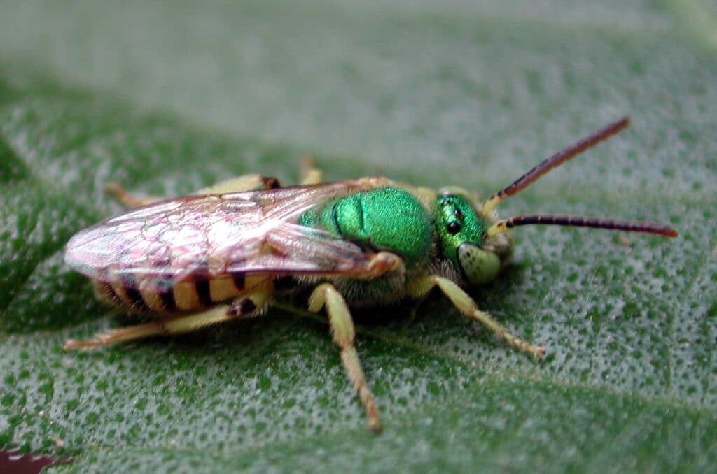Texas Striped Sweat Bee