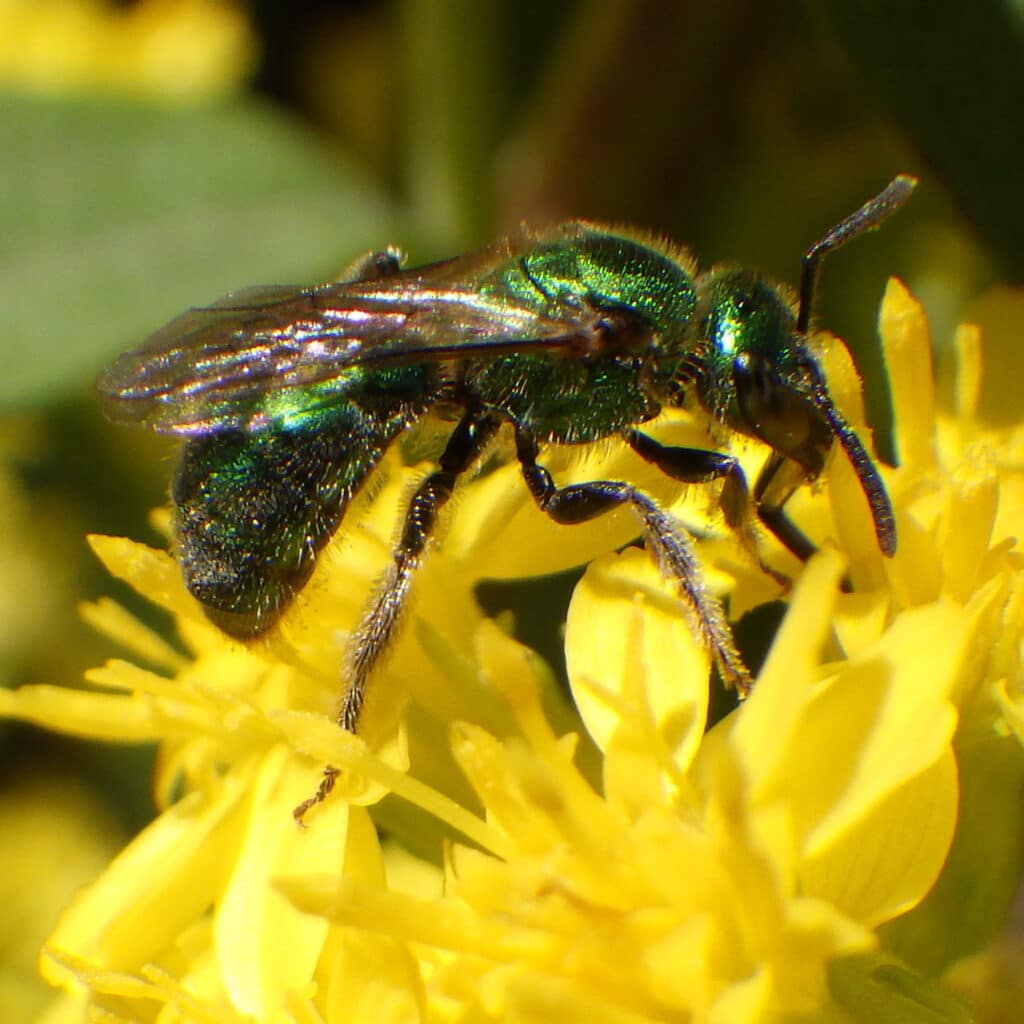 Golden Sweat Bee