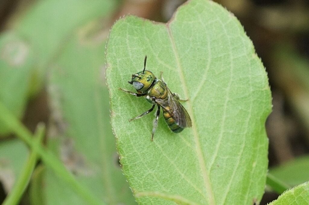 Emerald Small Carpenter