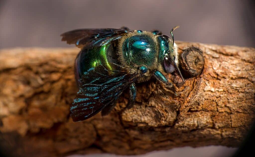 Peacock Carpenter Bee