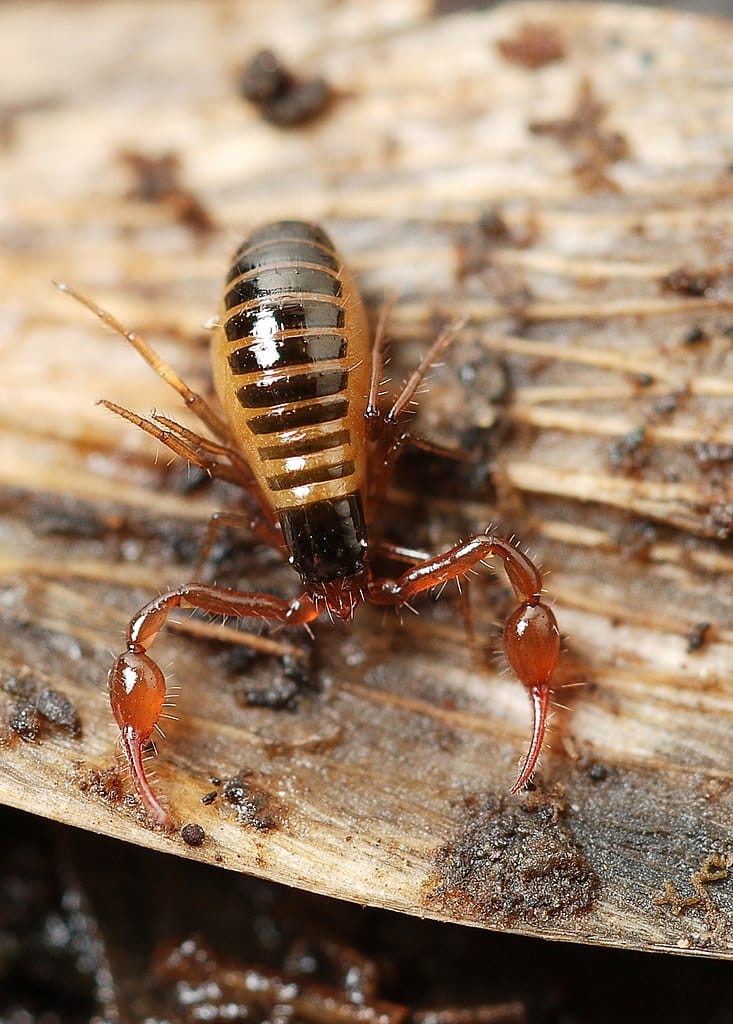 17 Bugs With Pincers in the Front (With Pictures)