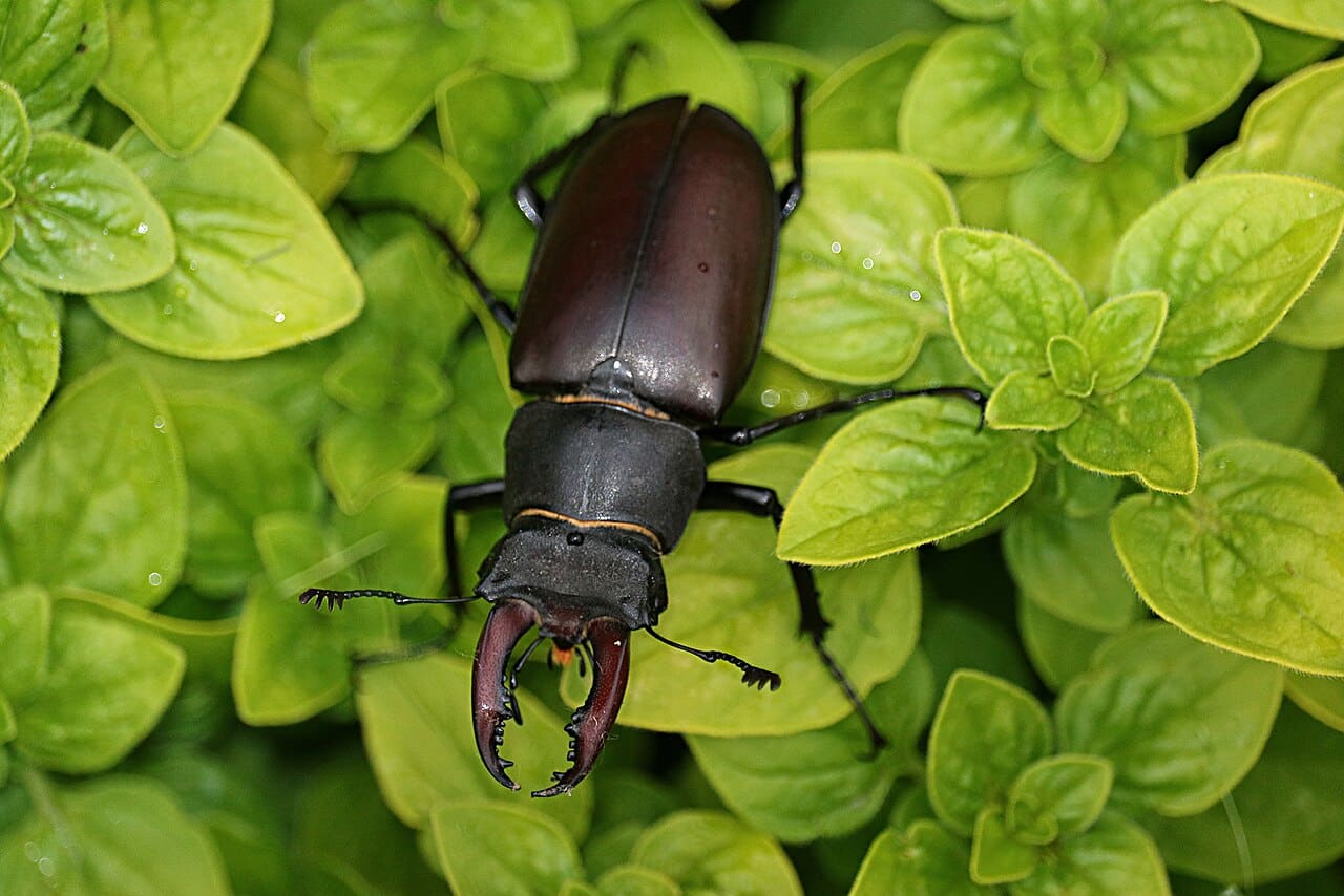 17 Bugs With Pincers In The Front With Pictures 