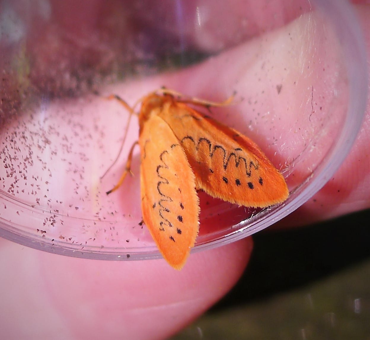 16 Types Of Red Moths: Types Of Moths Identification – Fit wie Herkules