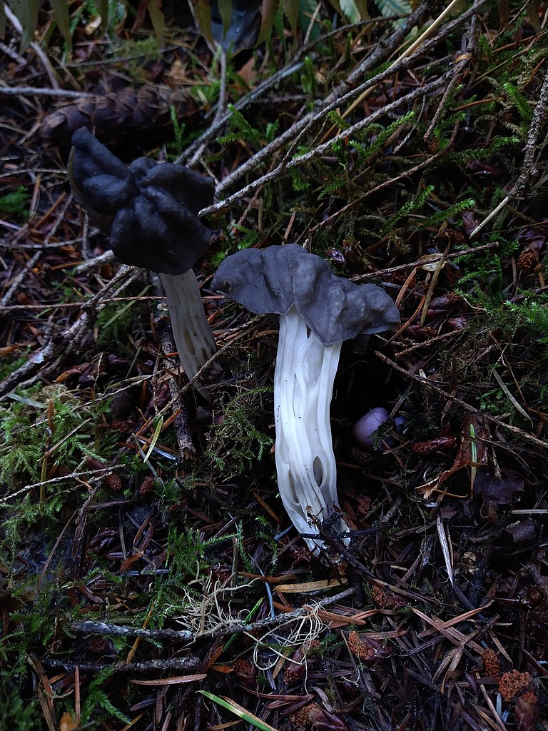 19 Black Mushrooms and Fungi (Identification And Edibility)
