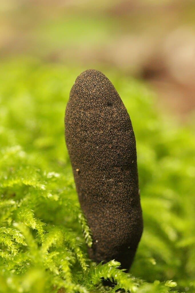 19 Black Mushrooms and Fungi (Identification And Edibility)