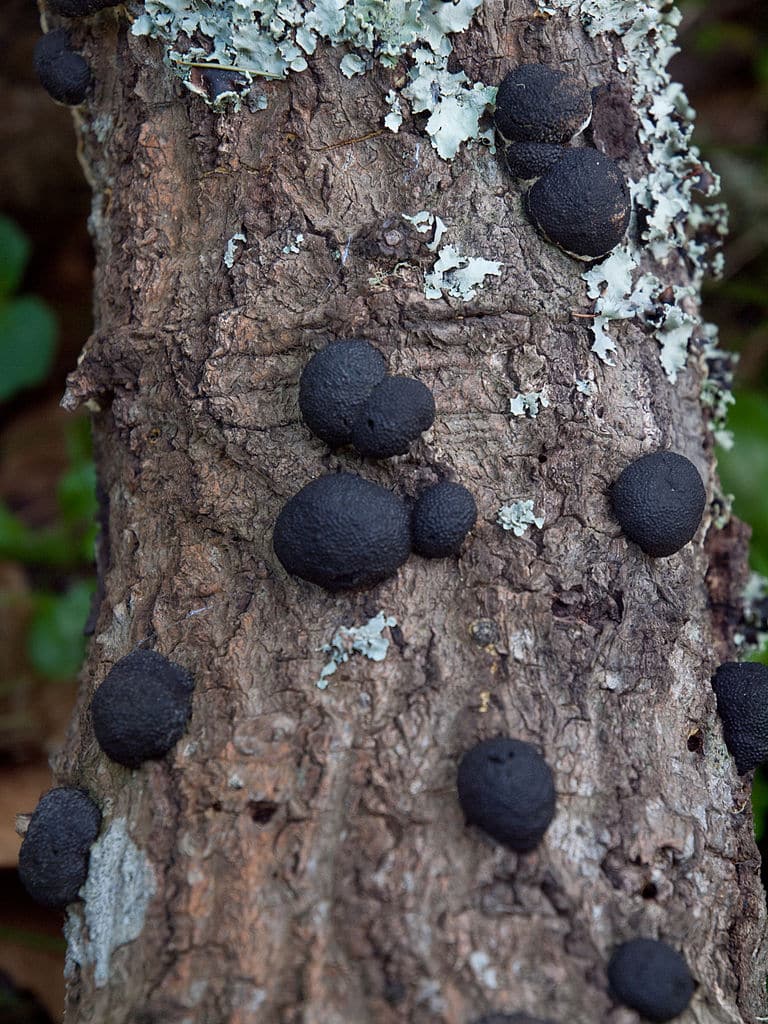 19 Black Mushrooms and Fungi (Identification And Edibility)