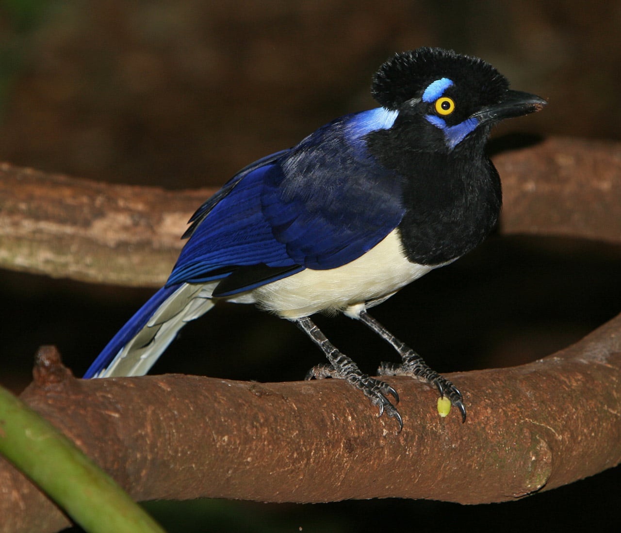 46 Black and Blue Birds (with Pictures) - Identification Guides