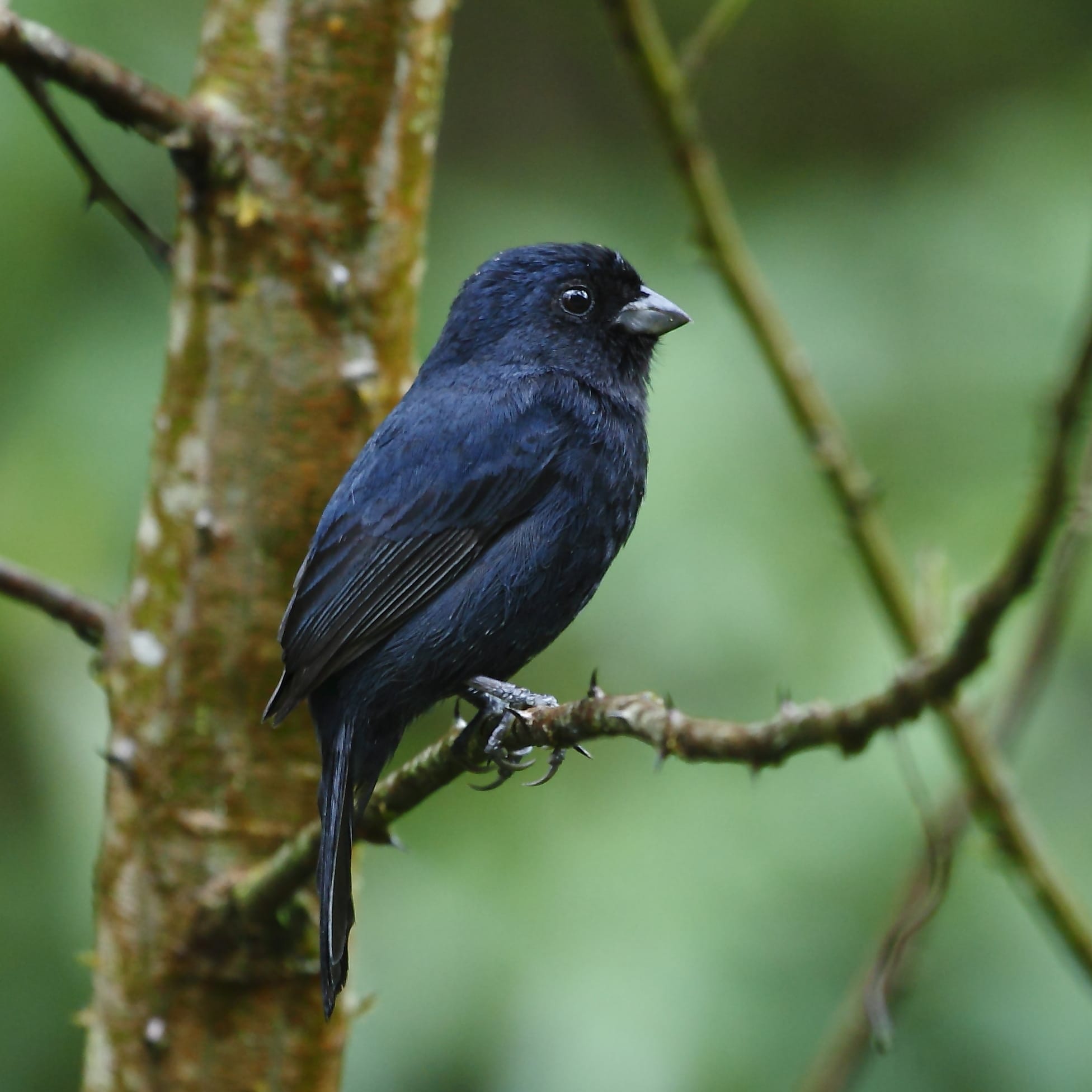 46 Black and Blue Birds (with Pictures) - Identification Guides