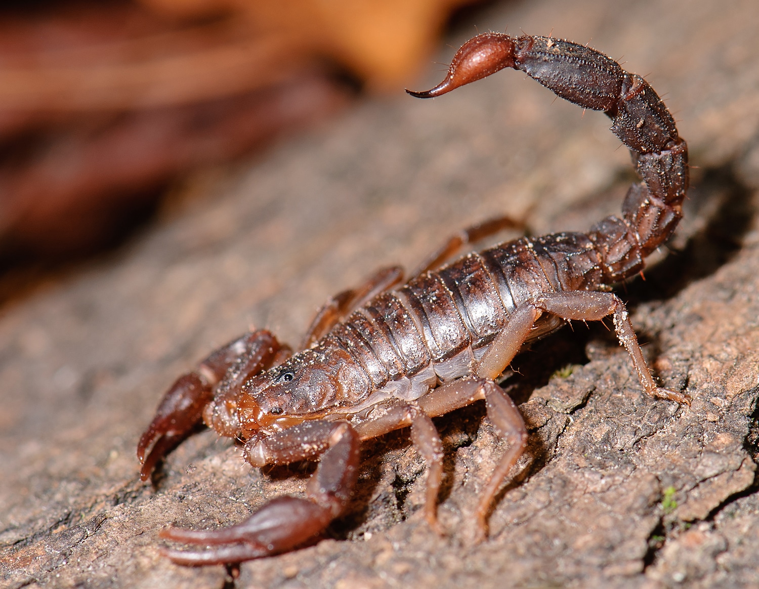 27 Types Of Scorpions Pictures And Identification 