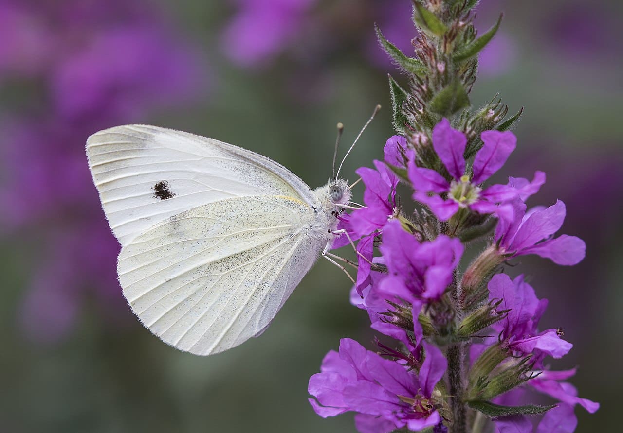 44 Common White Butterflies In The United States (with Pictures)