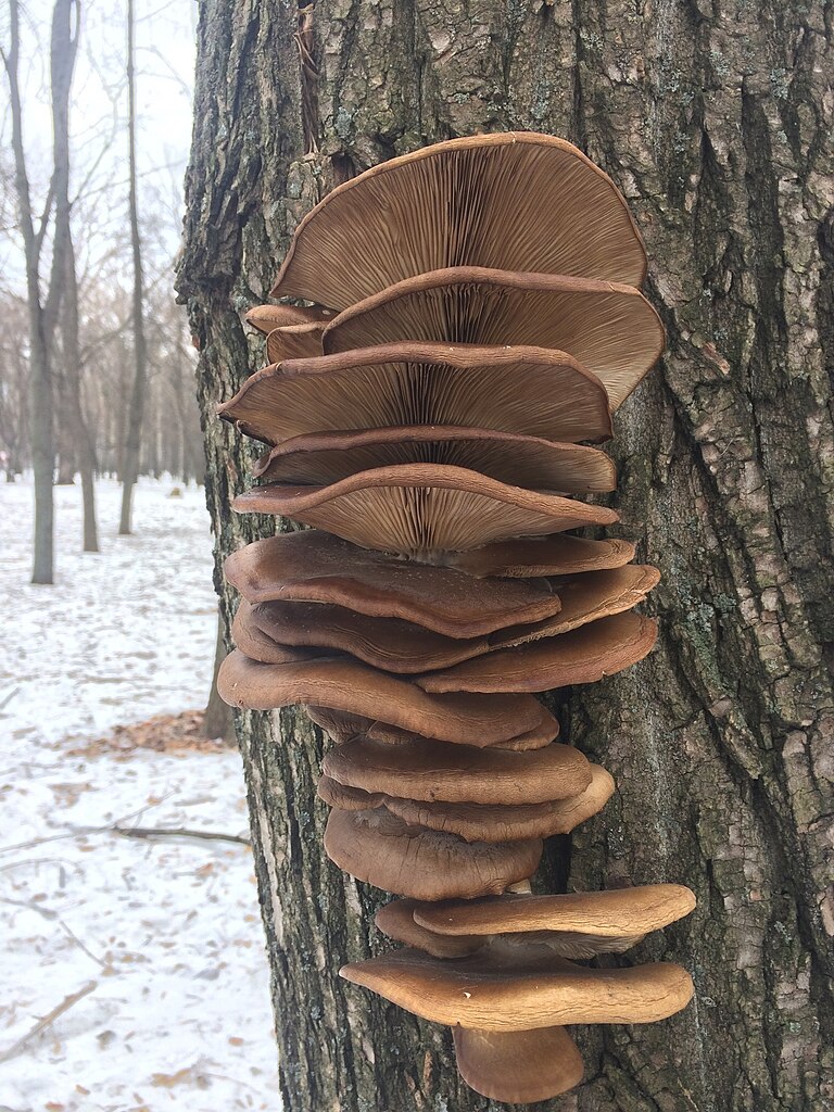 16 Oyster Mushroom LookAlikes (and Identification Guide)