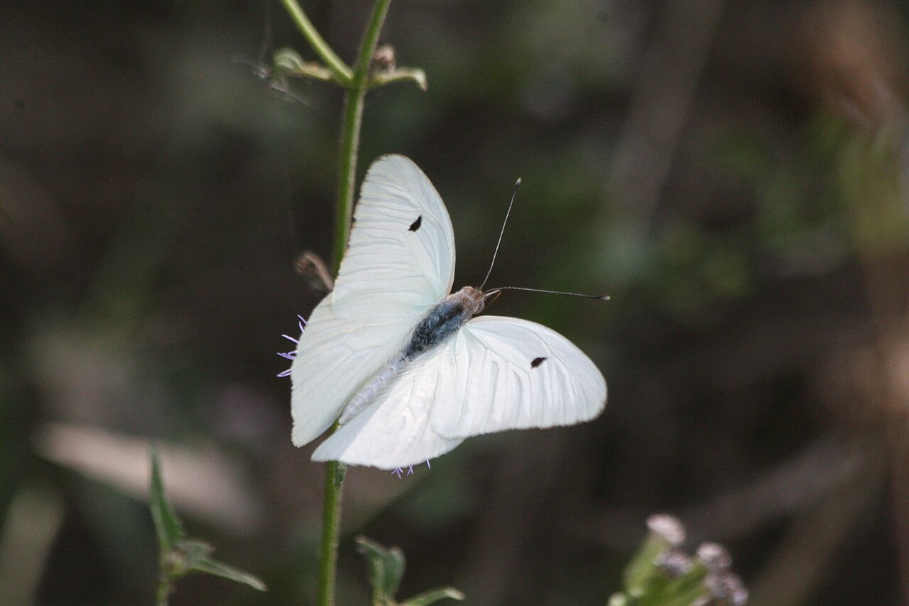 44 Common White Butterflies In The United States (with Pictures)