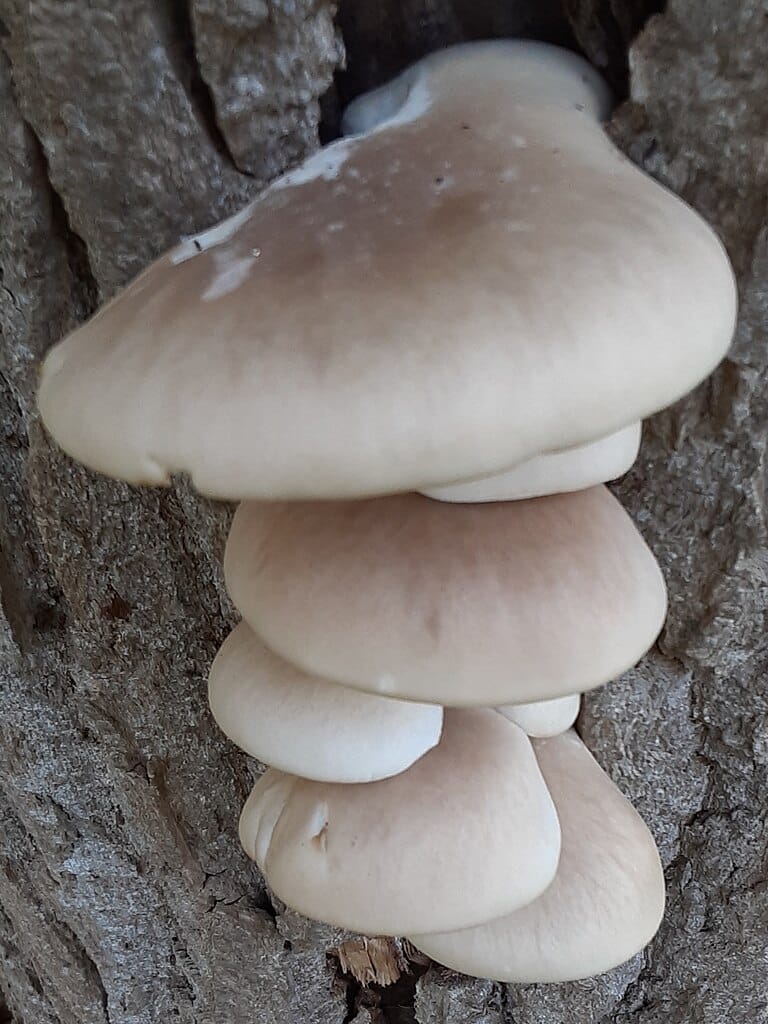 16 Oyster Mushroom LookAlikes (and Identification Guide)