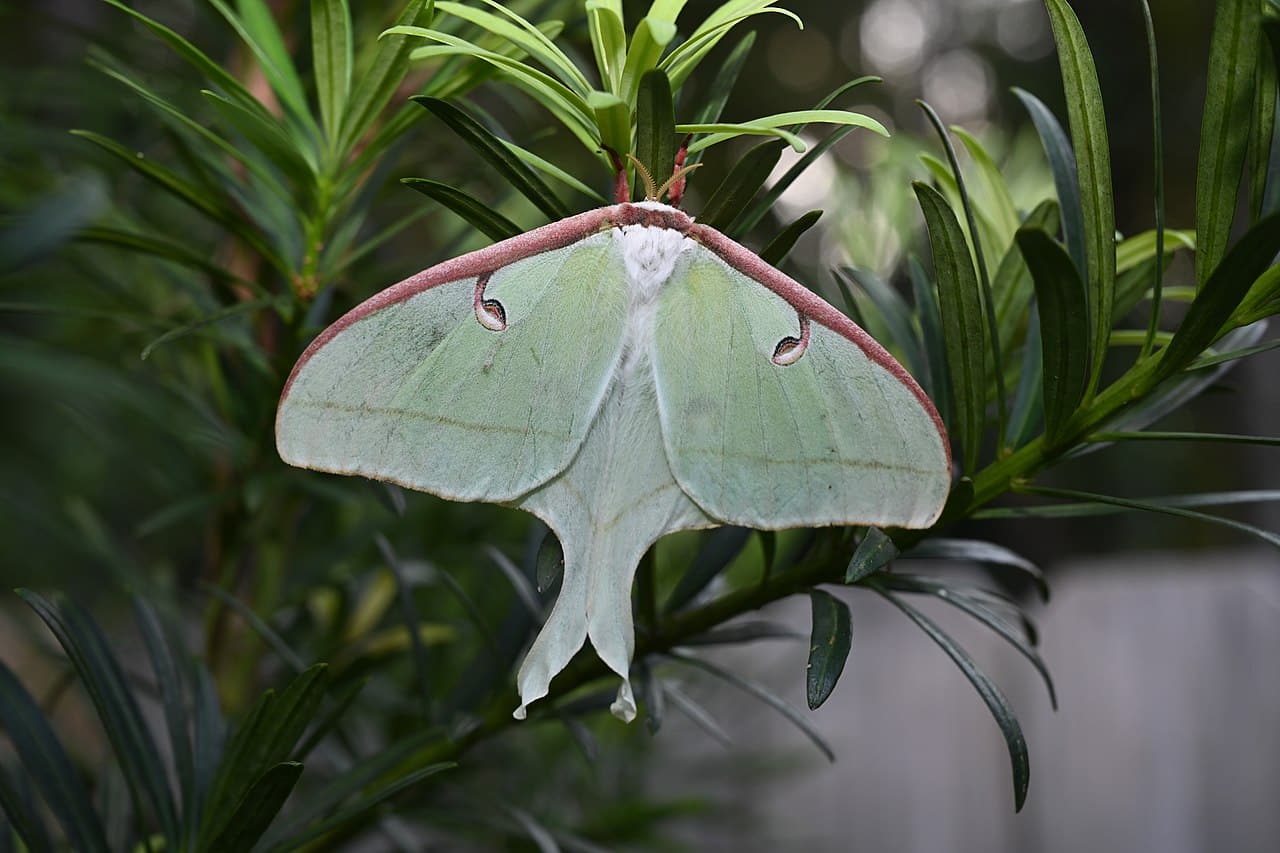 butterflies and moths with long tails