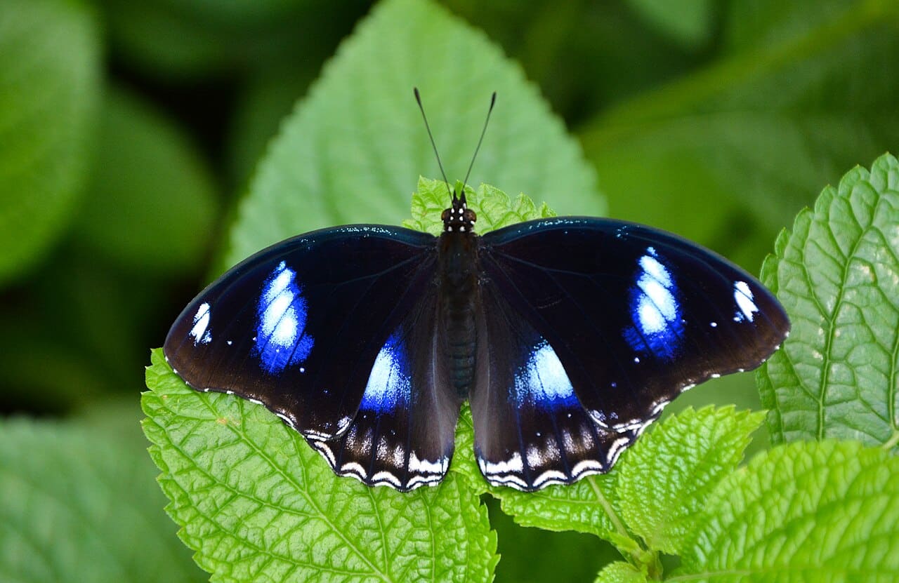 35 Vivid Butterflies In The Rainforest (with Pictures)