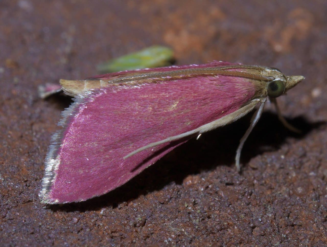Puple Moth 15 Rare Purple Bugs In The World (with Pictures)