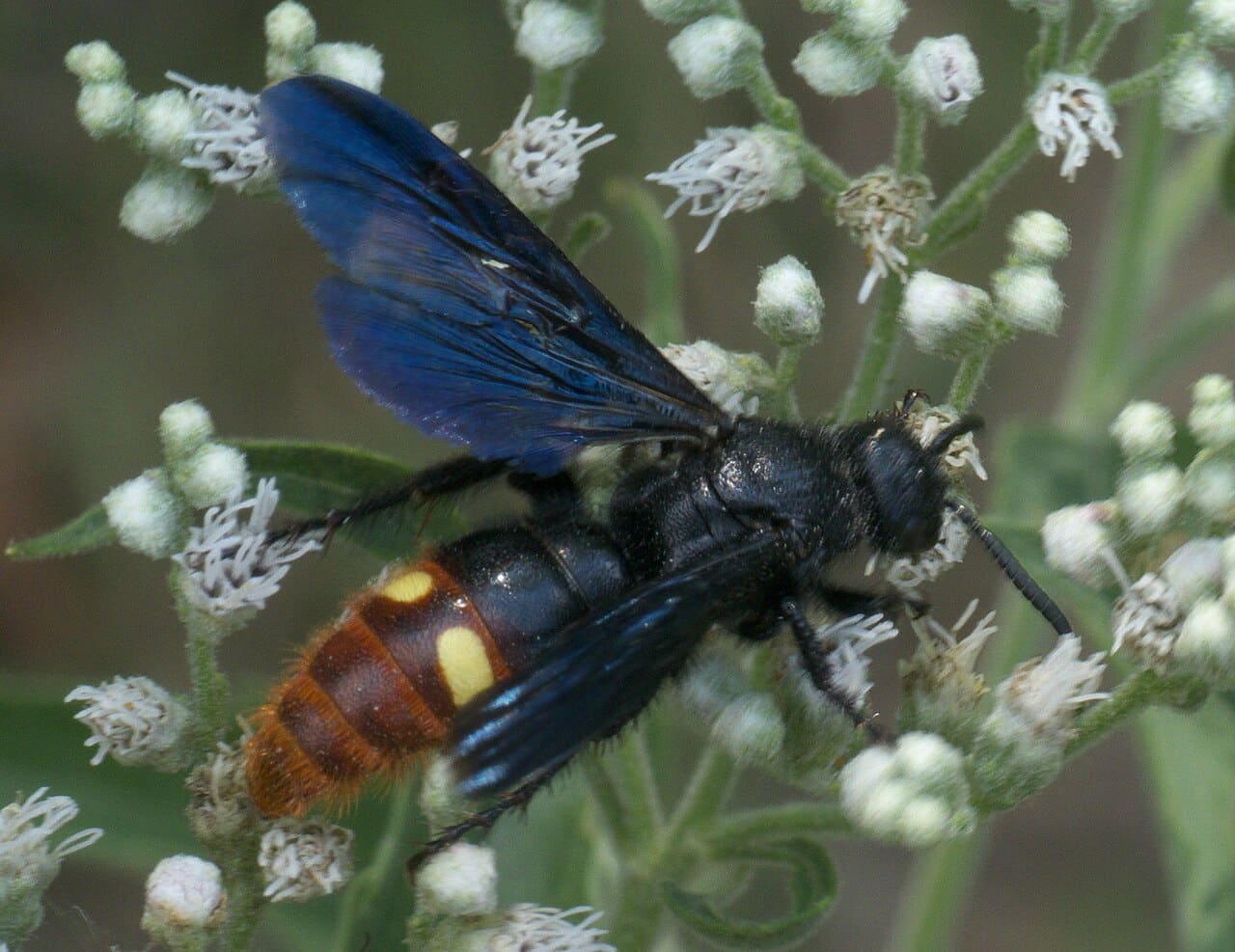 15 Common Blue and Black-Blue Wasps (With Pictures)