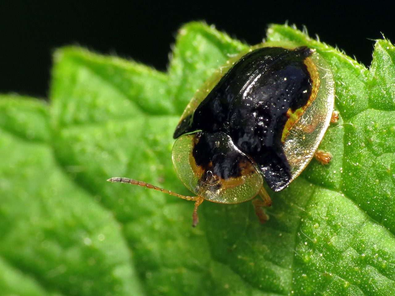 47 Types of Black and Yellow Beetles (with Pictures)