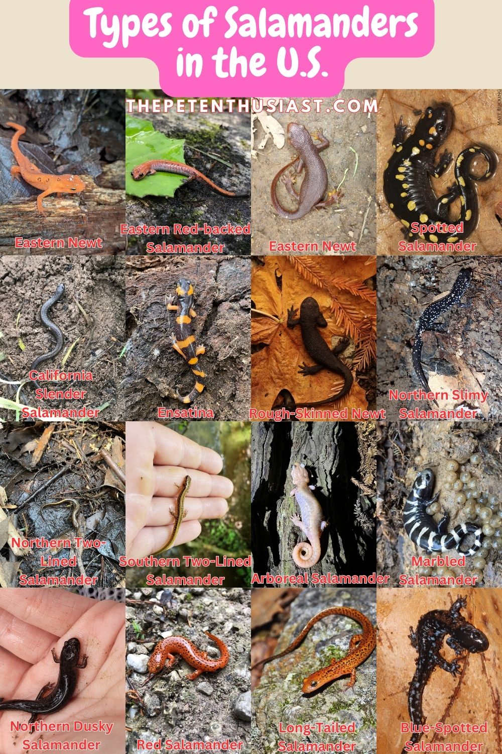 31 Types Of Salamanders Pictures And Identification 31 Types Of Salamanders Pictures And Identification