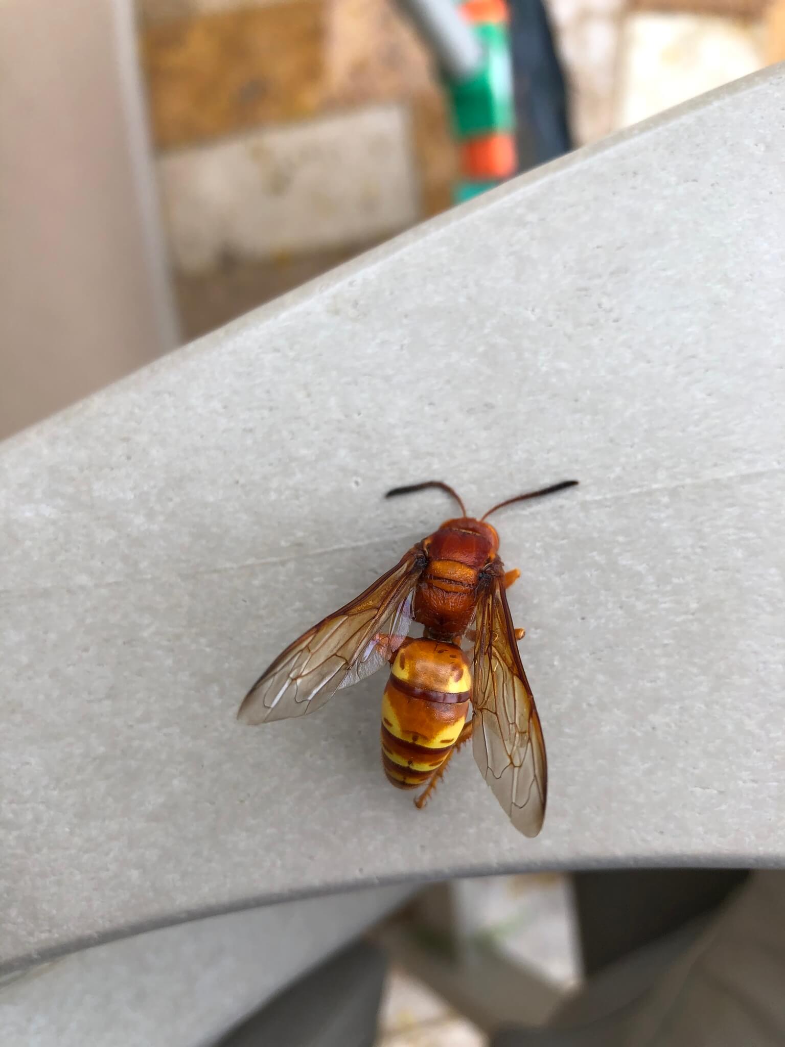 19 Amazing Red Wasps (Pictures And Identification Guide)