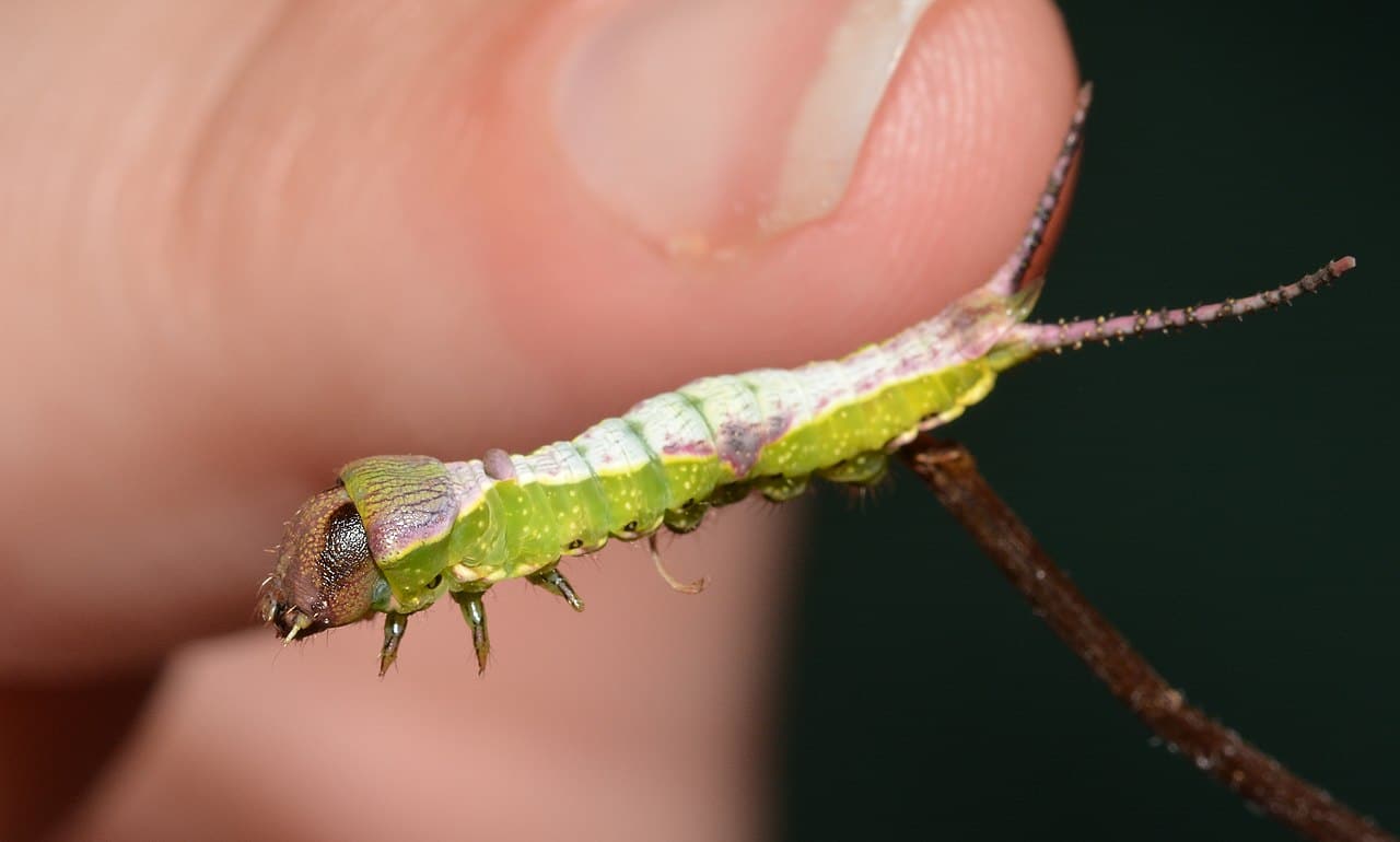 cute weird beautiful caterpillars