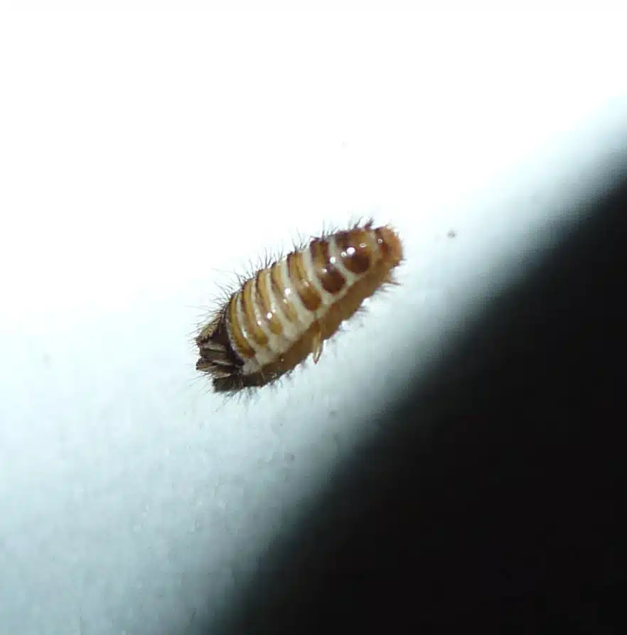 10 Common Fuzzy Bugs You May Encounter with Pictures 