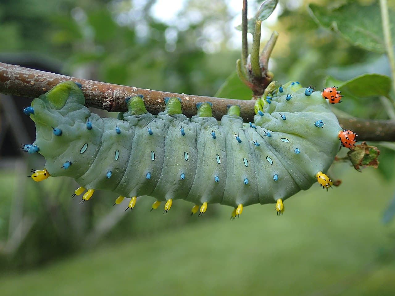 15 Types of Blue Caterpillars (Pictures And Identification)