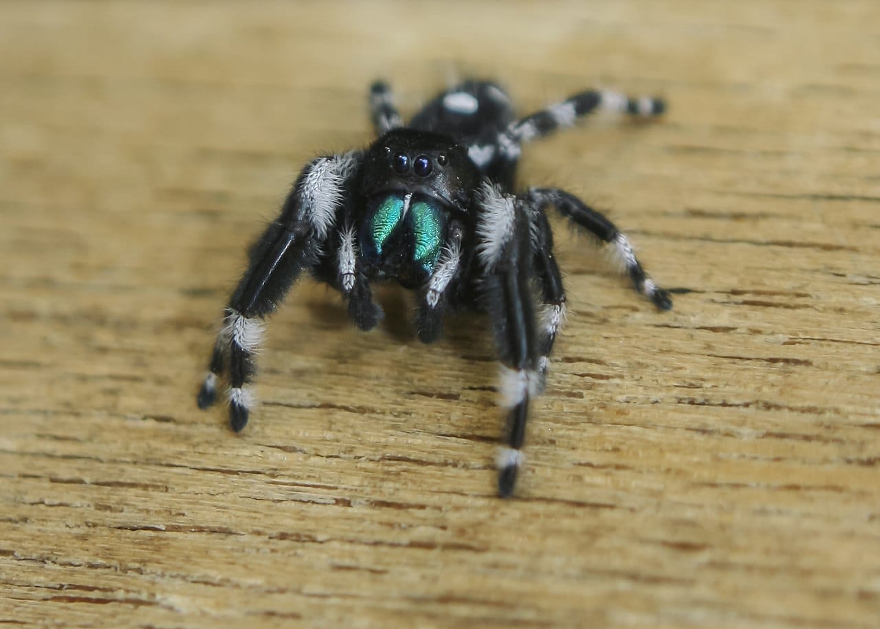 21 Common Spiders in Utah (Pictures And Identification)