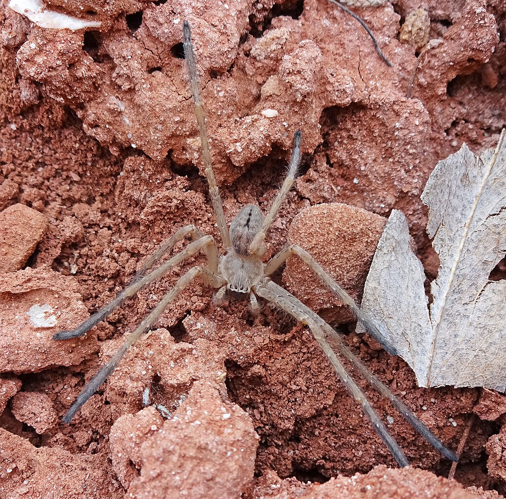 21 Common Spiders in Utah (Pictures And Identification)
