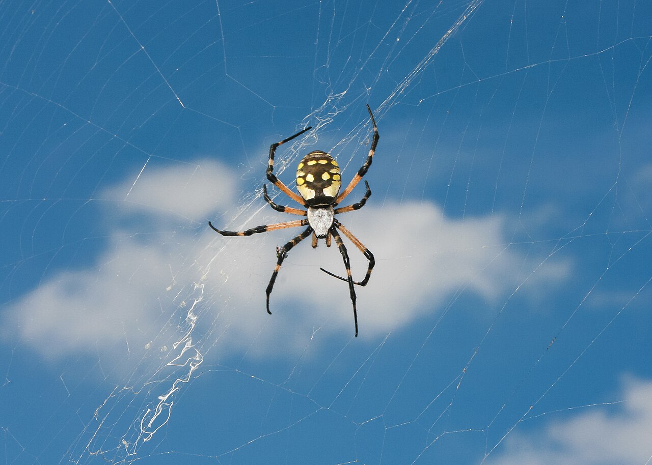 30 Spiders in Arkansas (Pictures and Identification)