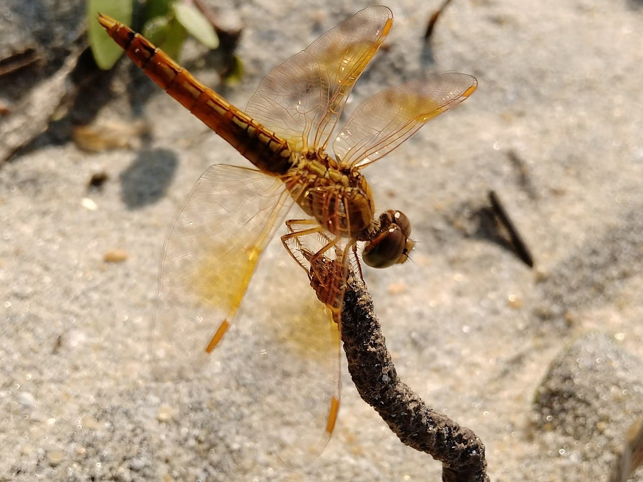 15 Bugs With Clear Wings (Pictures and Identification)