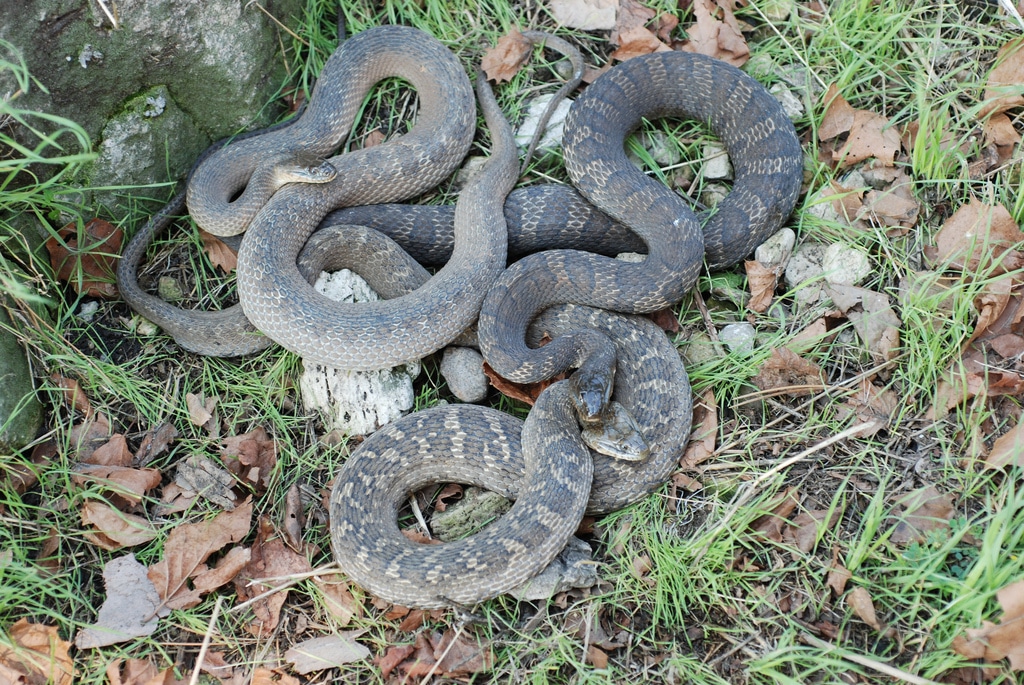 28 Snakes in Ohio (Pictures and Identification)